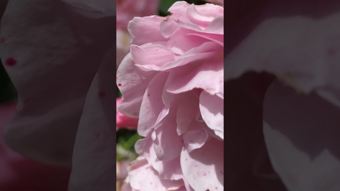 pretty flowers || 🌸 beautiful garden