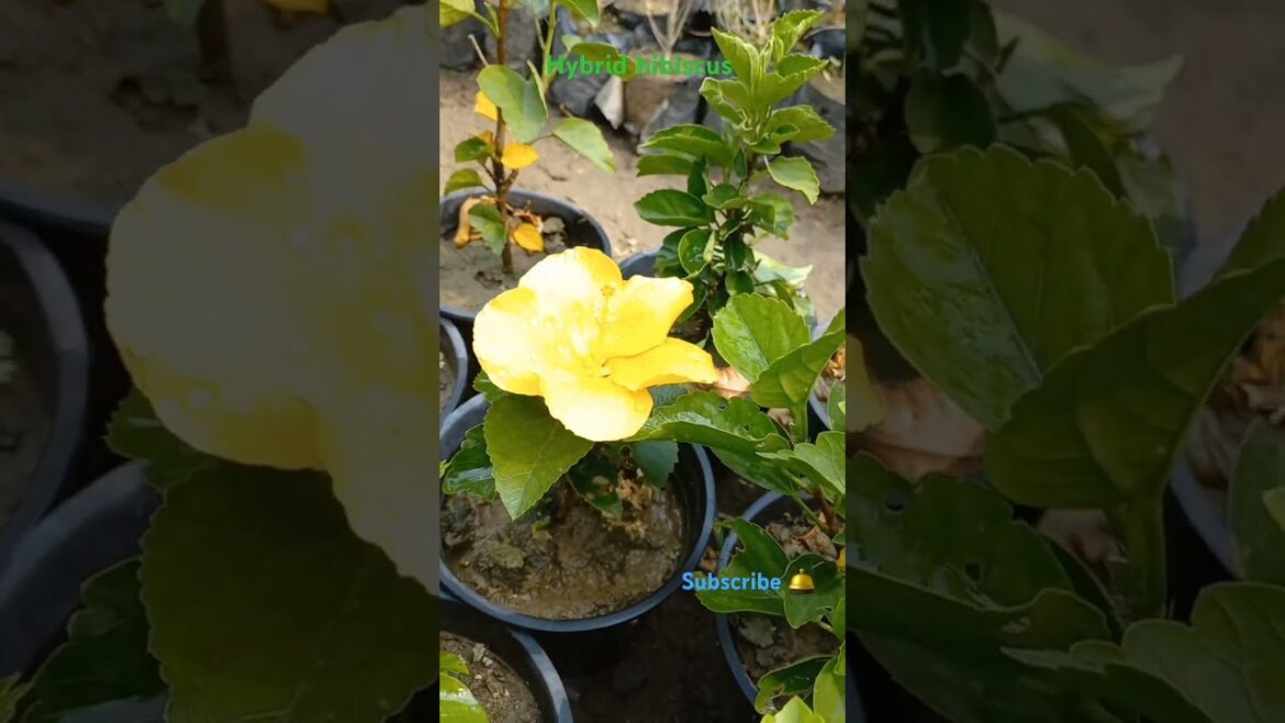 hibiscus ๐บ flower | hibiscus colour #shorts #short #gardening hibiscus ๐บ flower | hibiscus colour #shorts #short #gardening