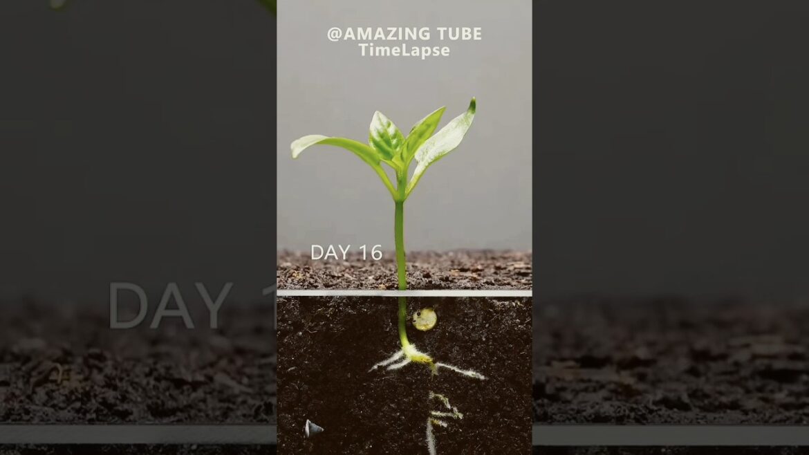 Growing Red Bell Pepper Plant - Time Lapse #gardening #plants #shorts #ytshorts