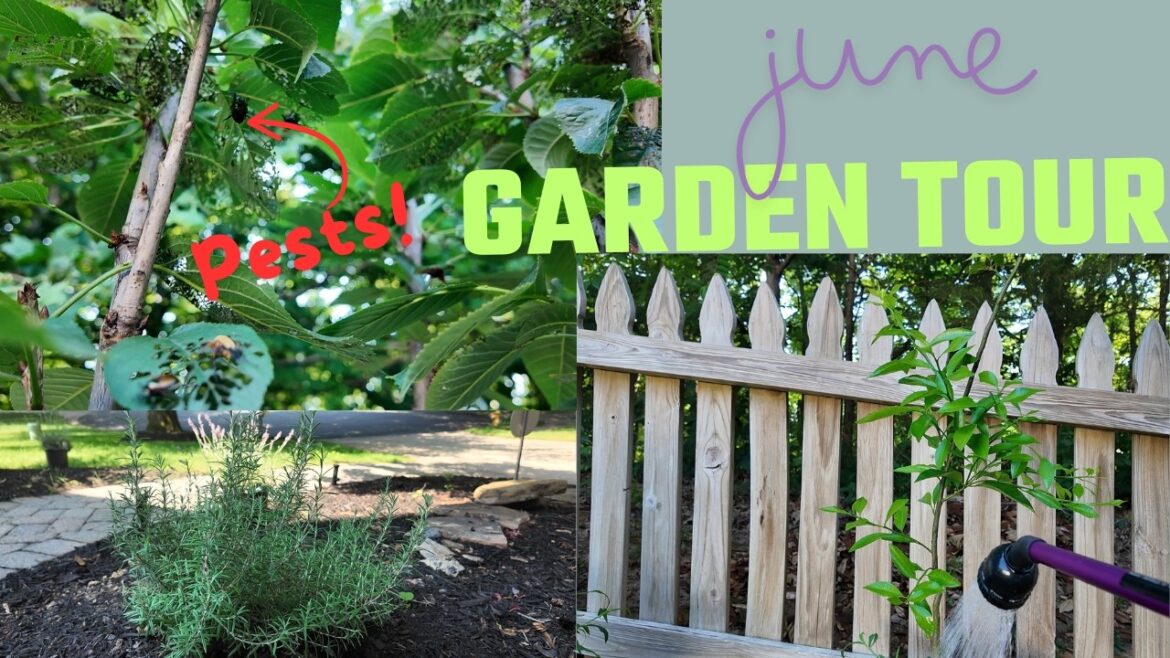Summer Garden Tour: Container Gardening Tips For Zone 7 In June 2024 Summer Garden Tour: Container Gardening Tips For Zone 7 In June 2024