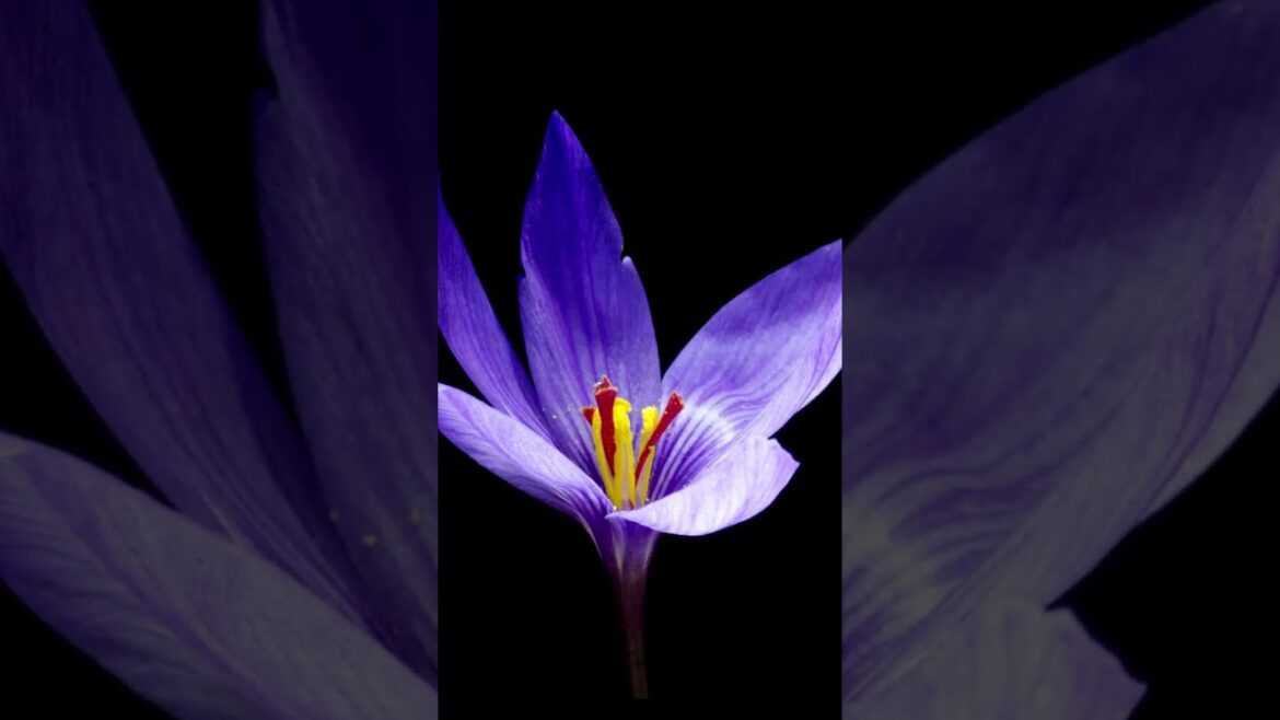 #๐๐จ๐ฎ๐ฌ๐๐
๐๐ฆ๐ข๐ฅ๐ฒ๐๐๐ซ๐๐๐ง “Grass and Sexy-Plant Flowers in Time-Lapse for My Gardener Fiancรฉe” #๐๐จ๐ฎ๐ฌ๐๐
๐๐ฆ๐ข๐ฅ๐ฒ๐๐๐ซ๐๐๐ง "Grass and Sexy-Plant Flowers in Time-Lapse for My Gardener Fiancรฉe"