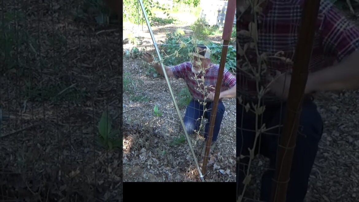 Volunteers in the garden