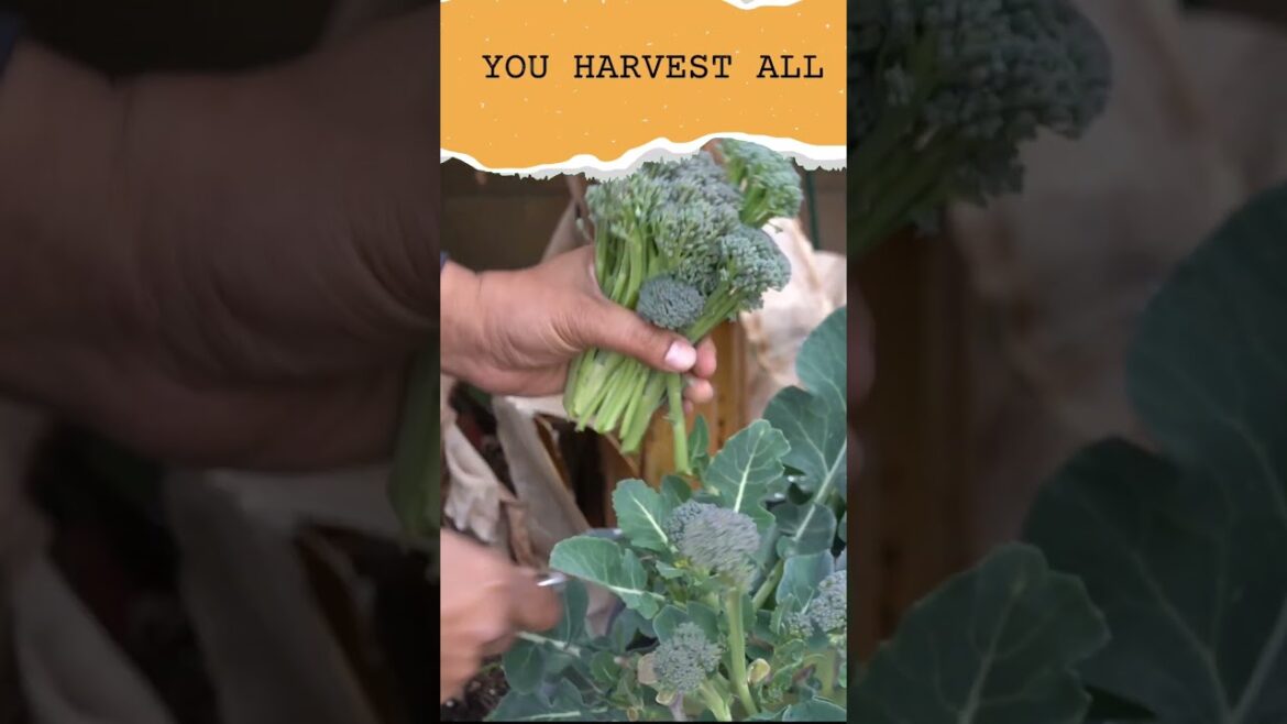 California Gardening: Harvesting Broccoli Side Shoots: Maximize Your Garden’s Yield! Harvesting Broccoli Side Shoots: Maximize Your Garden's Yield!