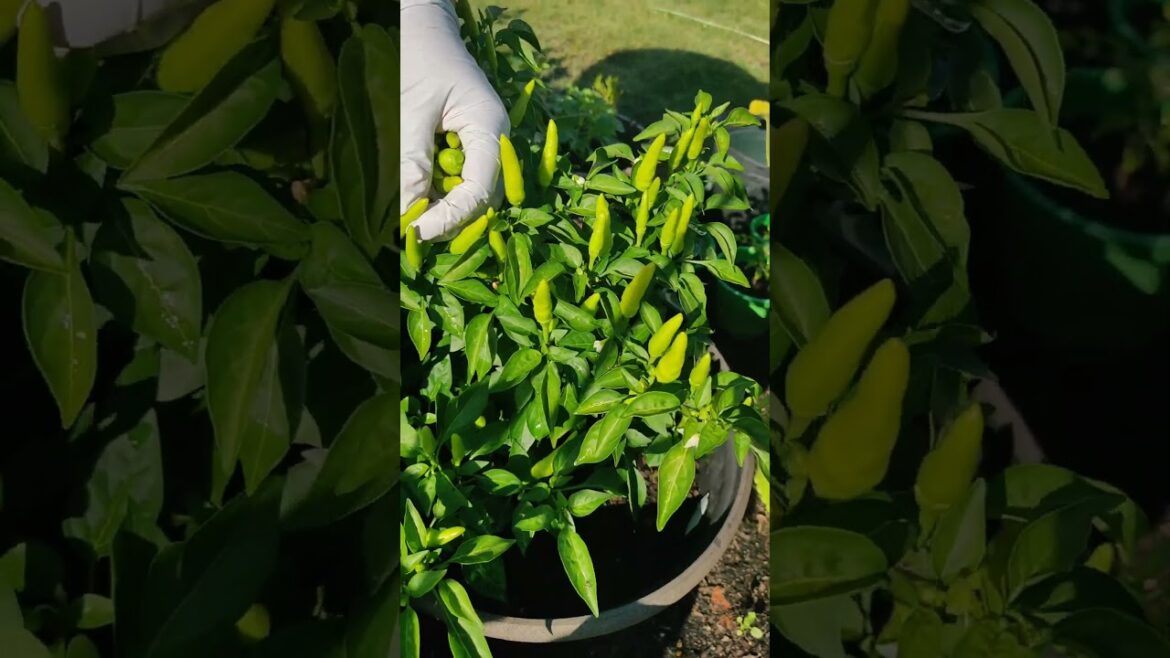Spicy Tabasco peppers | Hot chilli | Container gardening #kitchengarden