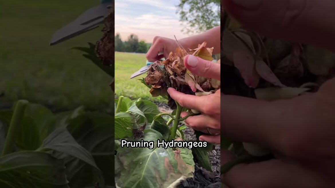 ✨🌿// GARDENING // #instagood #fyp #flowers #diy ✨🌿// GARDENING // #instagood #fyp #flowers #diy