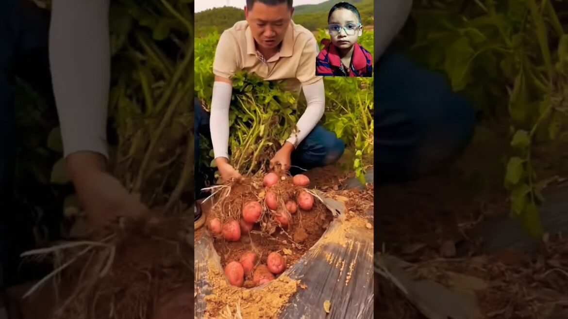 potato harvesting in china | #potatofield #agriculture #satisfying #farmer #vegetable #garden