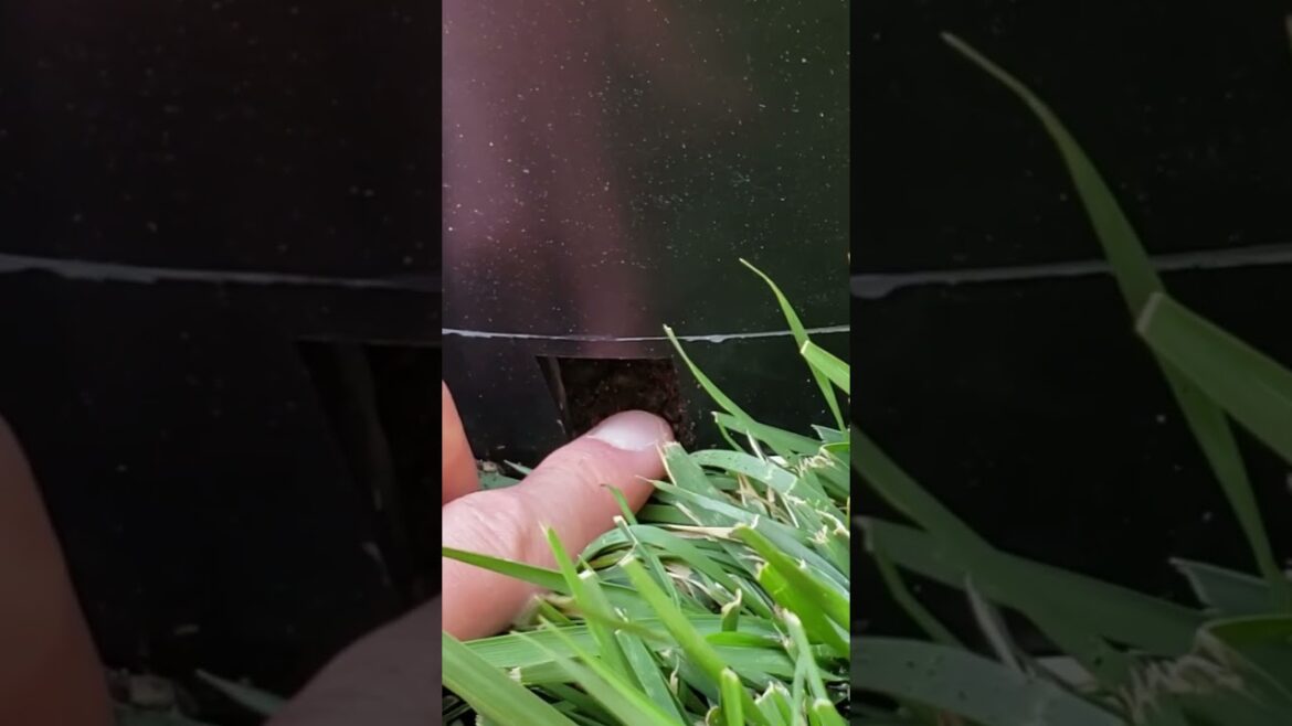 Choosing the Right Potting Soil for Japanese Maple Trees