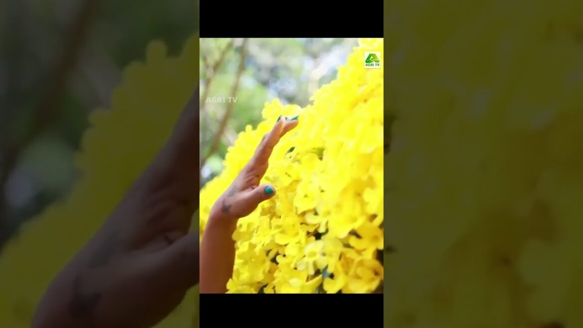 പൂത്തുലഞ്ഞൊരു വീടും ഇവിടത്തെ കാഴ്ചകളും #gardening #home #catsclaw #flowers #plantlovers പൂത്തുലഞ്ഞൊരു വീടും ഇവിടത്തെ കാഴ്ചകളും #gardening #home #catsclaw #flowers #plantlovers