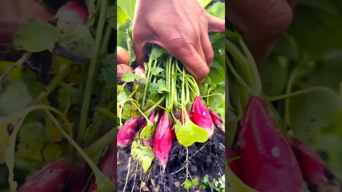 Organic Pink Radishes || Radishes Harvest in three weeks #gardening #shortsfeed #farming #ytshots