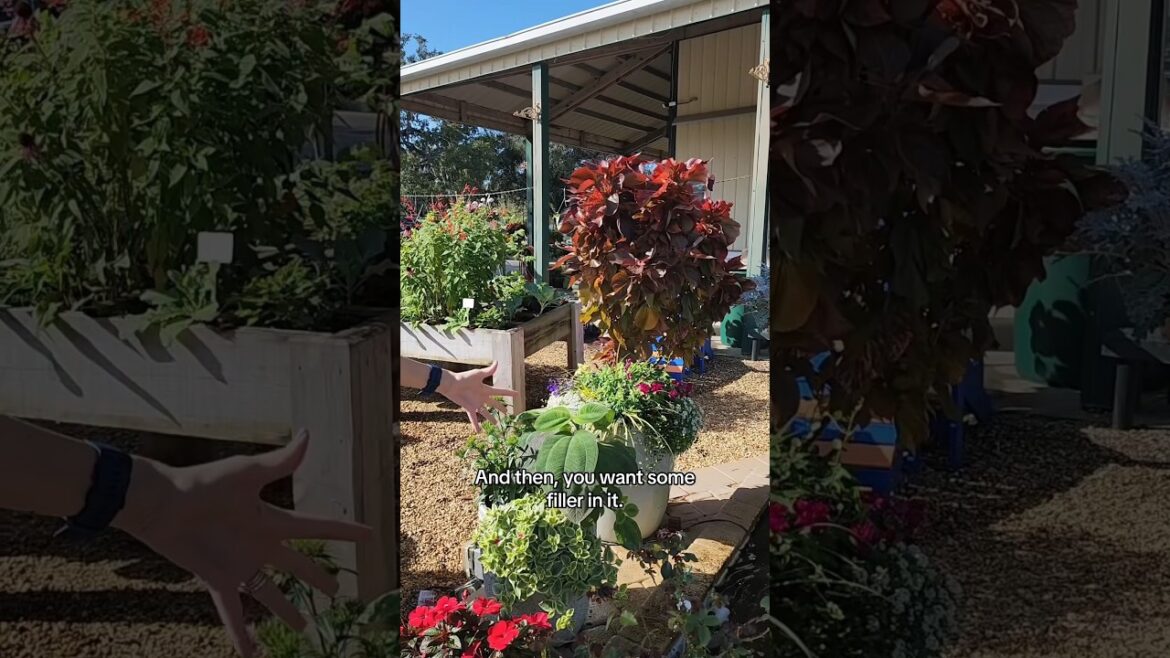 The Ultimate Starter Guide to Container Gardening