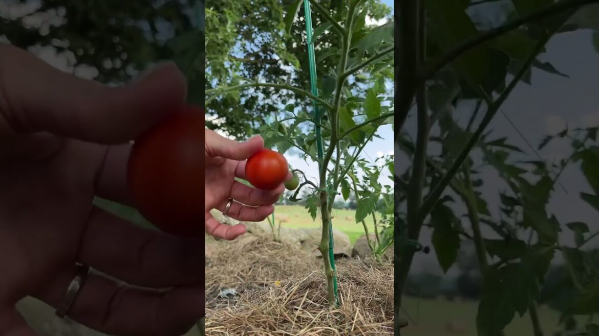 🍅Harvesting Tomatoes     #fyp #harvest #pick #garden #shortfeed #instagood #viral