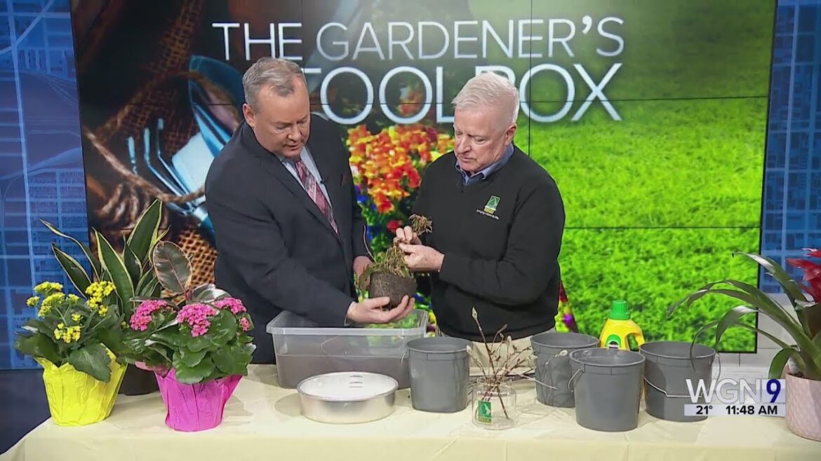 The Gardener’s Toolbox: Tips on how to help our lawns & gardens survive the recent cold and snow The Gardener's Toolbox: Tips on how to help our lawns & gardens survive the recent cold and snow