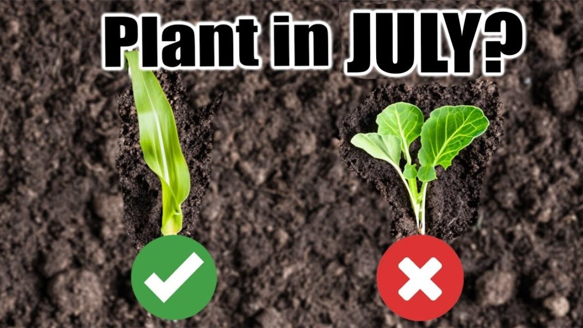 10 Crops to Direct Sow in July, Wherever You Live!