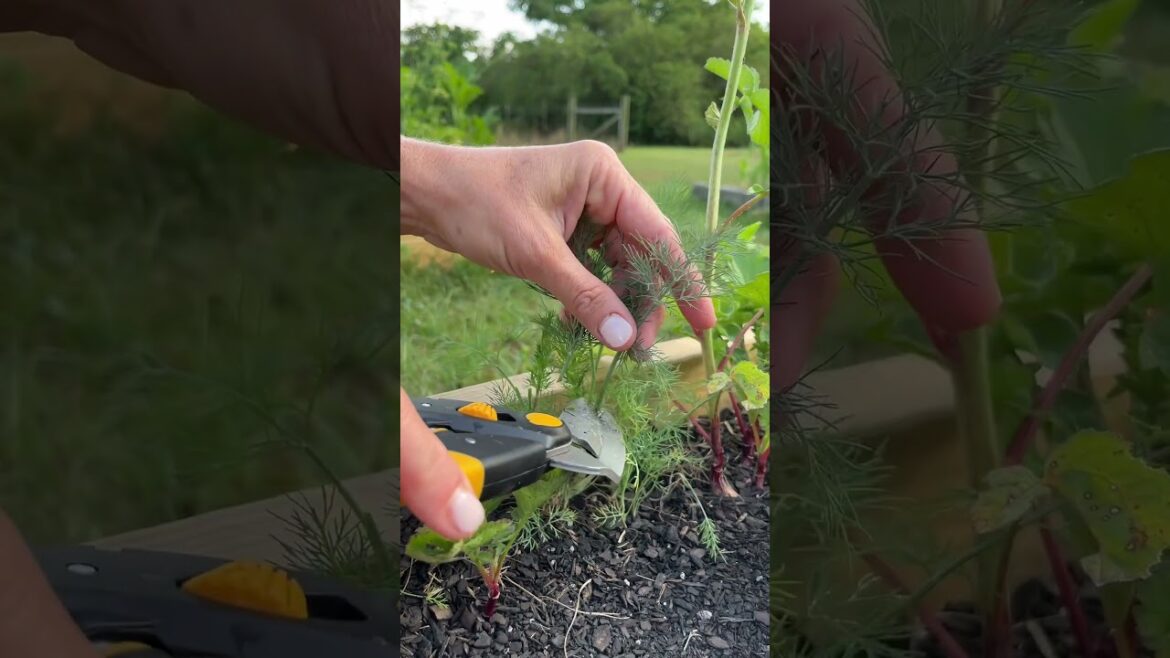 🌿HARVESTING DILL 🌱🤗 #instagood #fypシ゚viral #gardening #plants #beautiful #harvest