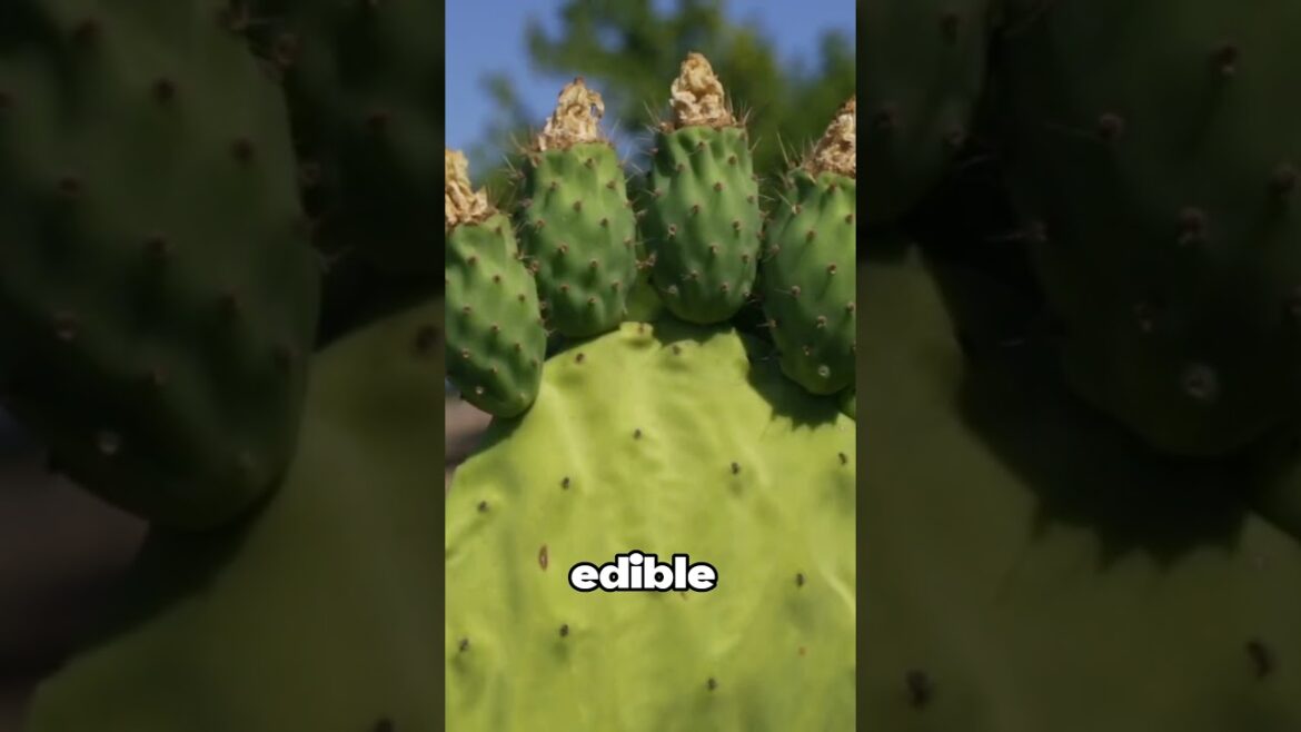 The Edible Cactus! #outdoors #edibility #shorts