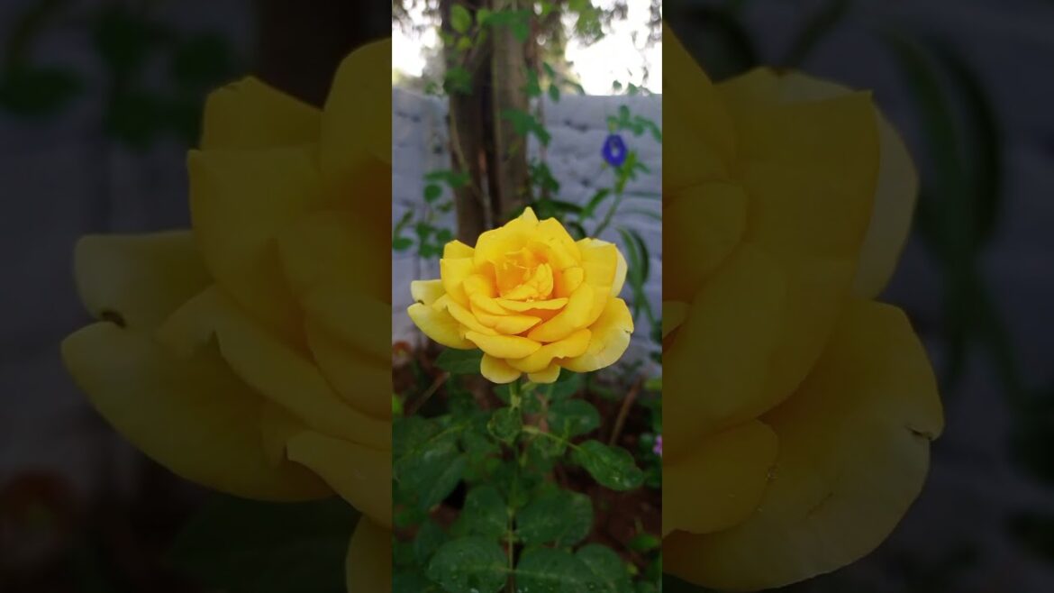 Yellow Rose/Phoolo ka raja RoSe🌷 #flowers #nature #garden #plants #viral #ytshort #trending #short Yellow Rose/Phoolo ka raja RoSe🌷 #flowers #nature #garden #plants #viral #ytshort #trending #short