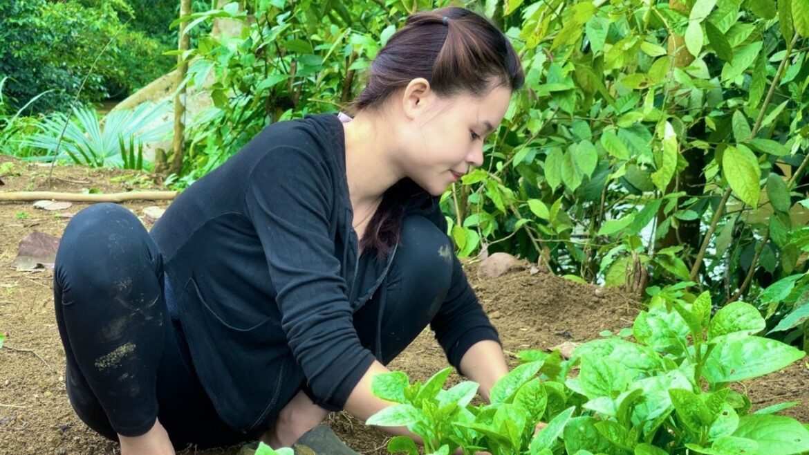 Vegetable gardening and growing vegetable-making a luffa trellis After 6 months of building the farm