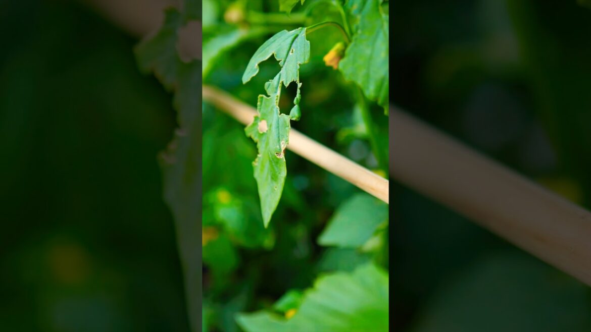 Tomatillos Worst Pest & How to Control It #gardening #gardenpests