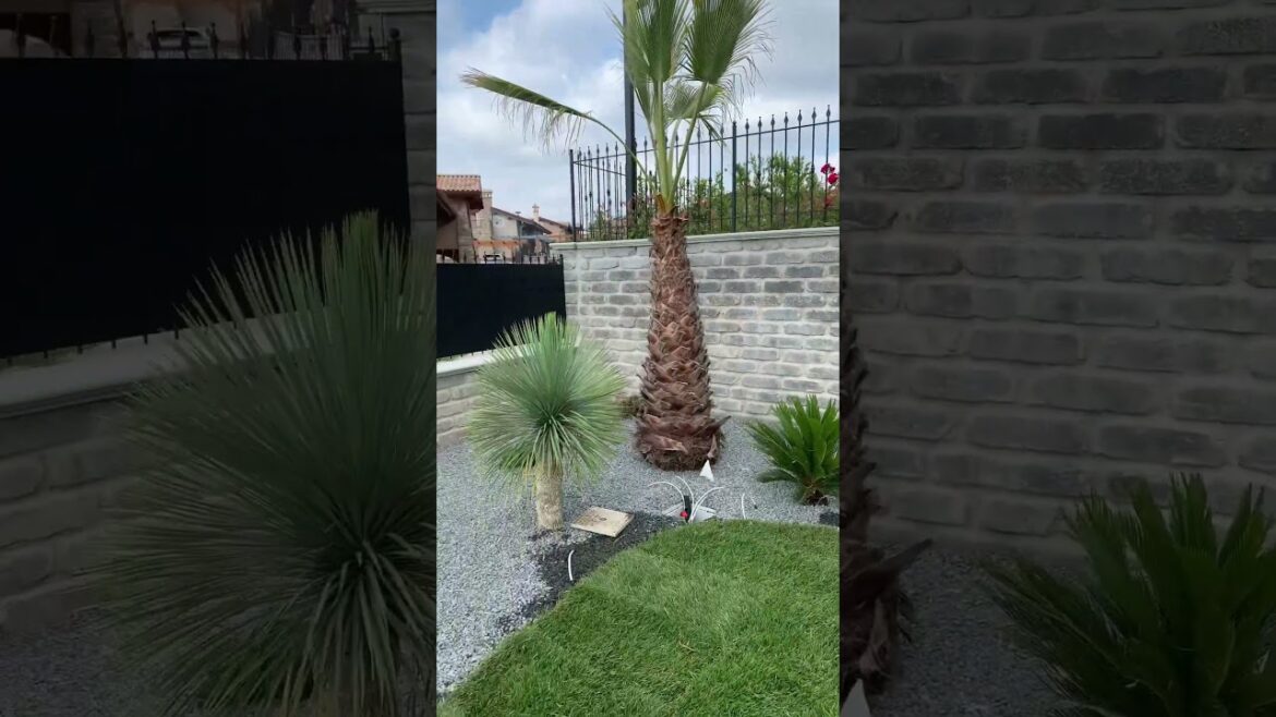 ✨Most Beautiful backyard landscape Before&After 🍀🪴#youtubeshorts #backyard #shorts #viral #trend ✨Most Beautiful backyard landscape Before&After 🍀🪴#youtubeshorts #backyard #shorts #viral #trend
