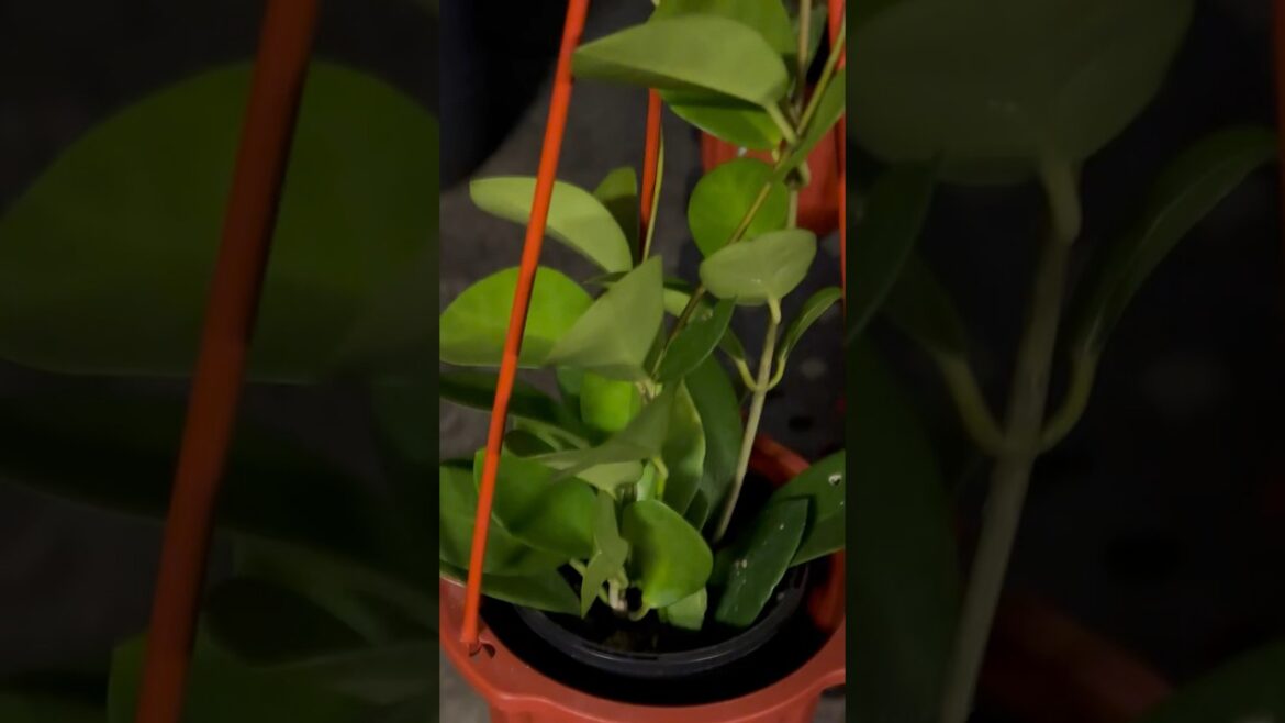 Melbourne’s Floating Forest: A Night Among my Hanging Greens. Melbourne's Floating Forest: A Night Among my Hanging Greens.