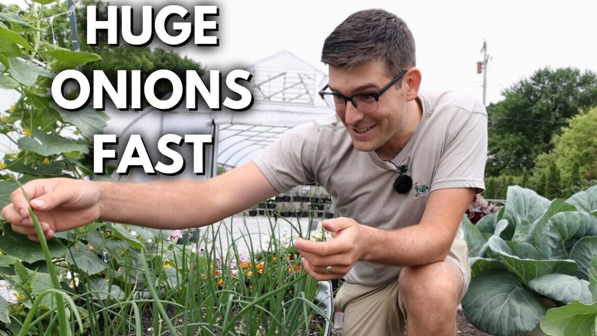 MIgardener: Most Gardeners Want BIG Onions, But Don’t Do THIS! Most Gardeners Want BIG Onions, But Don't Do THIS!