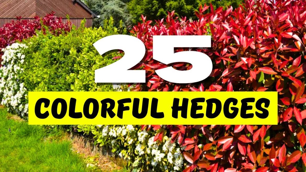 π COLORFUL HEDGES! 25 Best Hedge Plants with VIBRANT Leaves! β¨π π COLORFUL HEDGES! 25 Best Hedge Plants with VIBRANT Leaves! β¨π