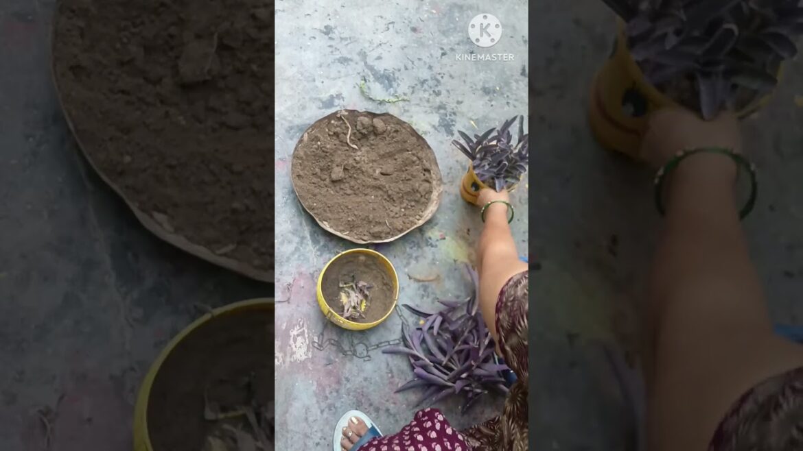 strong plant,#trending #garden ##plants #plantpropagation #gardening #purplegarden strong plant,#trending #garden ##plants #plantpropagation #gardening #purplegarden