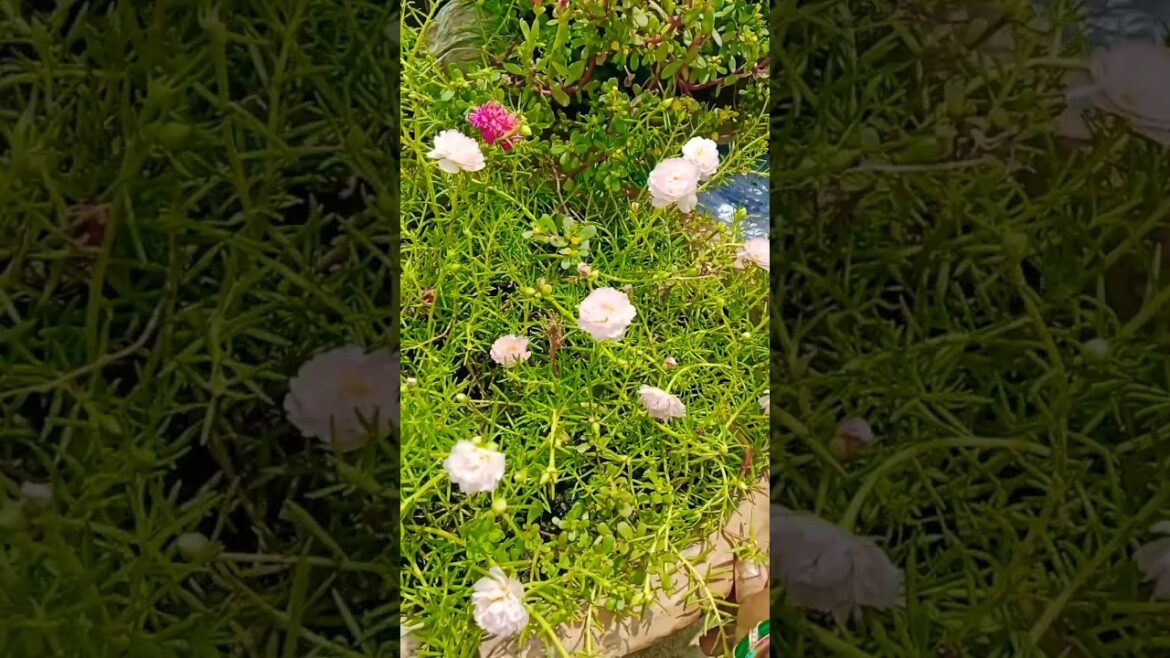 Home gardening is the best 💚💚🌹❤️#shorts #gardening #trending#viral Home gardening is the best 💚💚🌹❤️#shorts #gardening #trending#viral