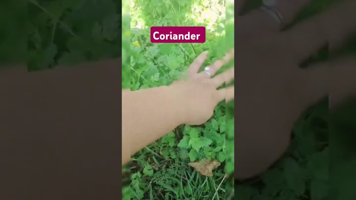 #Coriander #धनिया @Brisbanegardener #Coriander #धनिया @Brisbanegardener