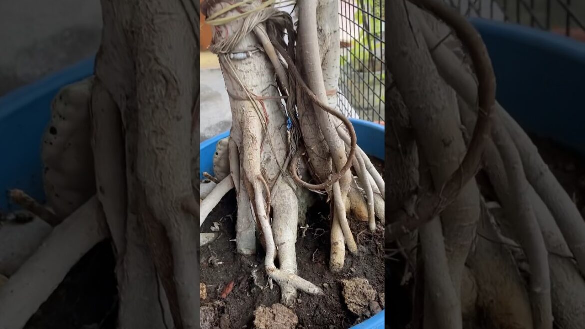 Miniature tree | Bonsai | Japanese art #youtubeshorts #shortvideo #shorts #gardening #nature