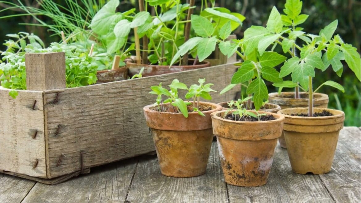 Container Garden Arrangements: Aesthetic and Functional