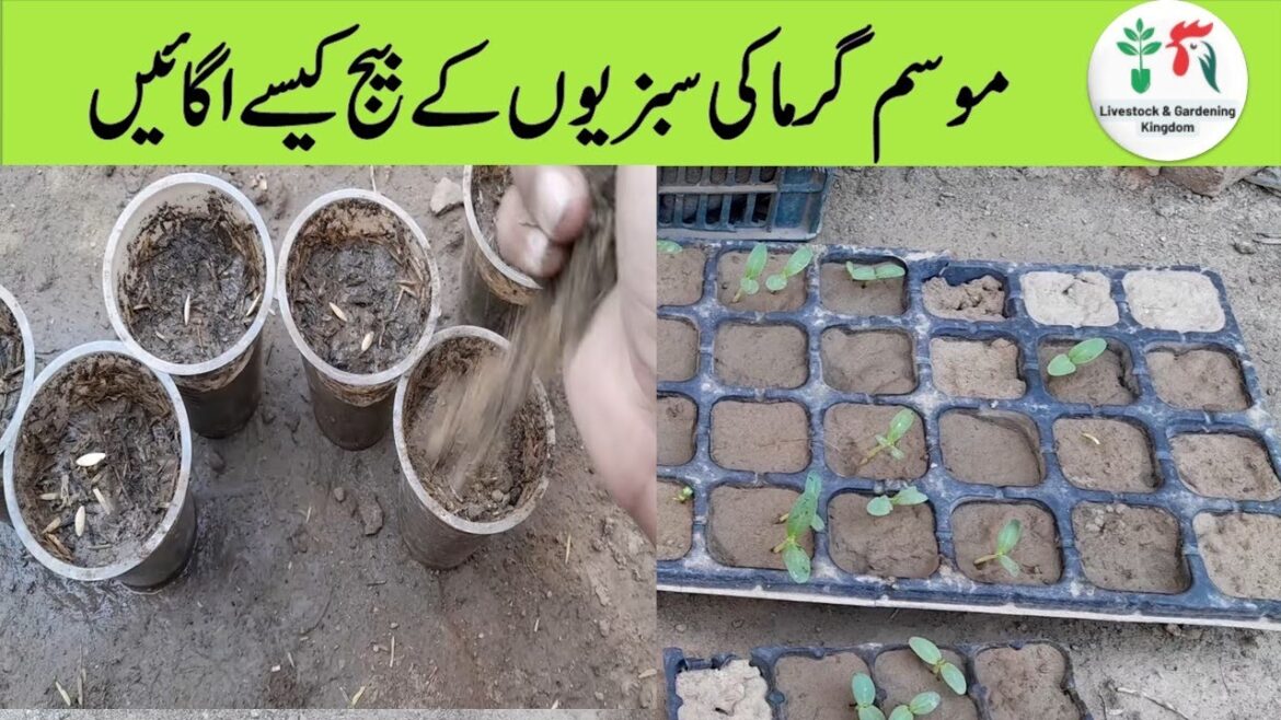 how to grow summer vegetable seeds | Growing Summer Vegetables | Organic Vegetable Gardening