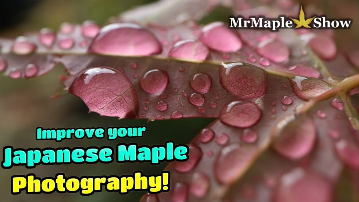 Photography Tips and Tricks for Japanese Maples | DIY Photos | Landscape and Garden w/ Joe and Bryan