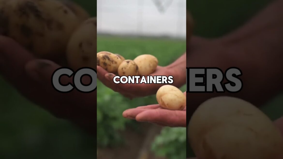 How to grow potatoes in containers 🥔 #plantingtips #growyourown #potato #gardenhacks