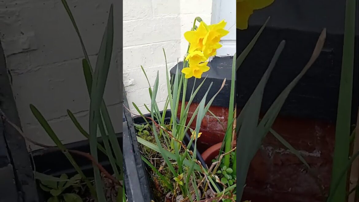 CHEAP TINY CONTAINER GARDEN all in pots Lavender Daffodils Rosemary in Front Container Garden CHEAP TINY CONTAINER GARDEN all in pots Lavender Daffodils Rosemary in Front Container Garden