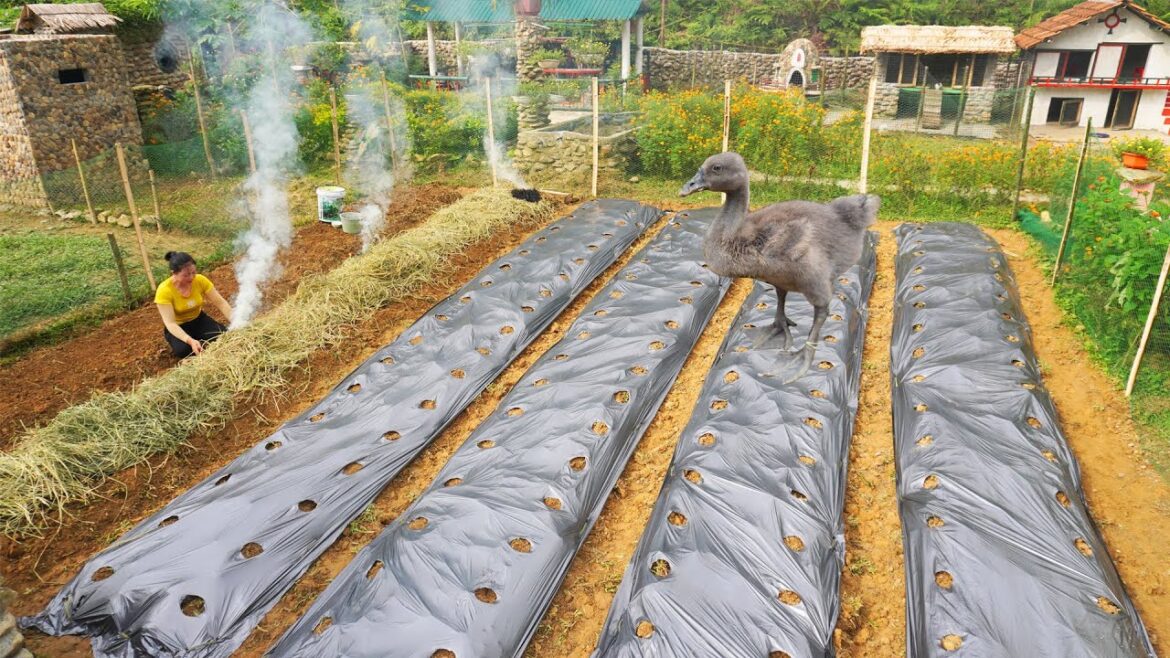 Snakes Attack Dogs and Cats, Weeding Around the Farm - Vegetable Gardening | Daily Farm