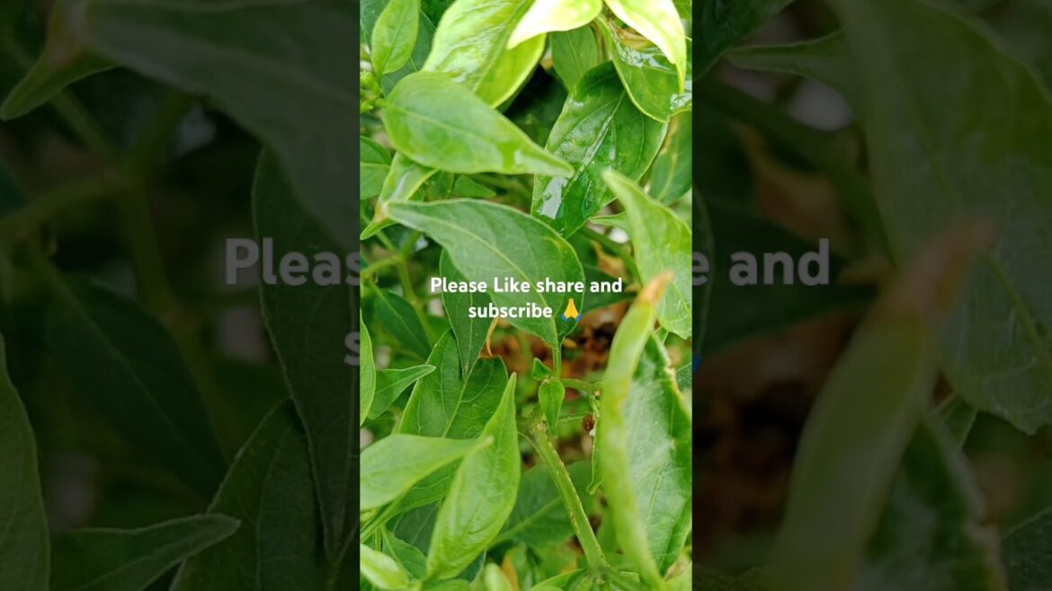 Grow Green chilli plant at home 🏡#trending#shorts#greenchilli #mirch#viral Grow Green chilli plant at home 🏡#trending#shorts#greenchilli #mirch#viral