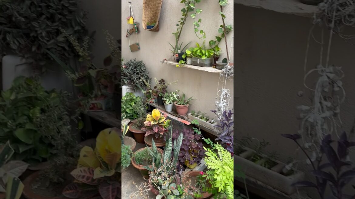 Full Garden Tour in 40sec 🥰💕 | Garden Tour | Gardening for Beginners #youtubeshorts #viral Full Garden Tour in 40sec 🥰💕 | Garden Tour | Gardening for Beginners #youtubeshorts #viral