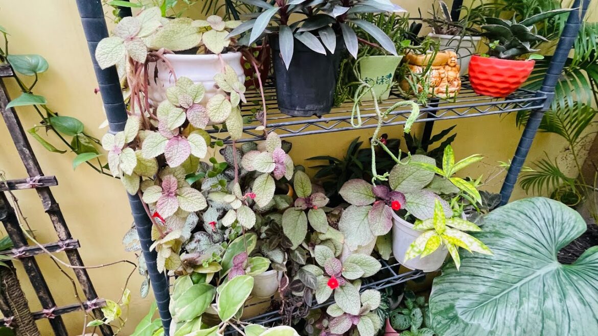 Summer tropical garden talk|My July garden plans| #gardentalk #myhappygarden #tropicalplants #plants