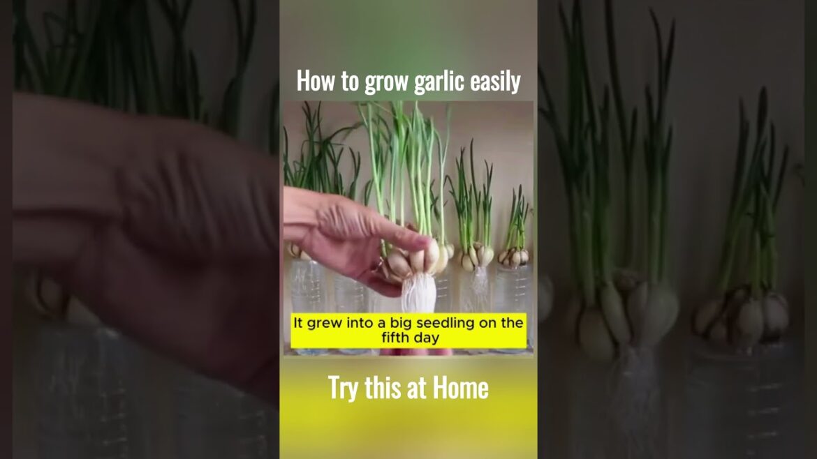 How to grow garlic easily  #gardeningtips #gardening101 ##planttips #viral #youtubeshorts #shorts