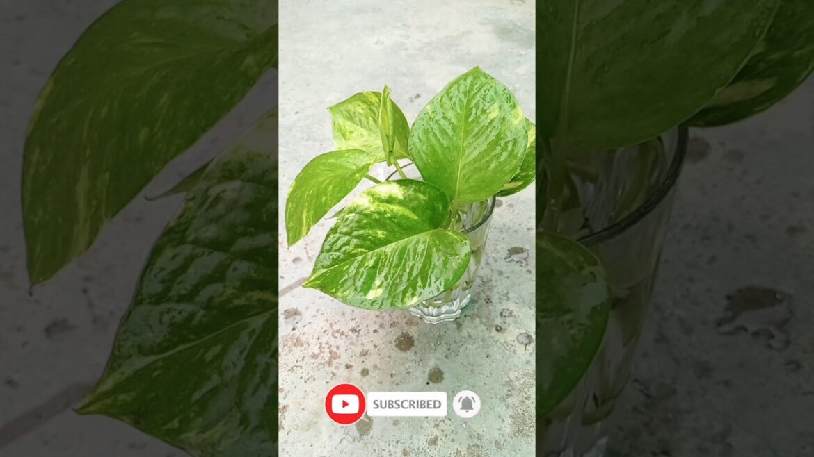 Money plant/How to propagate Money Plant in water🌱 #ytshorts #youtubeshorts #trending #viral #plants Money plant/How to propagate Money Plant in water🌱 #ytshorts #youtubeshorts #trending #viral #plants