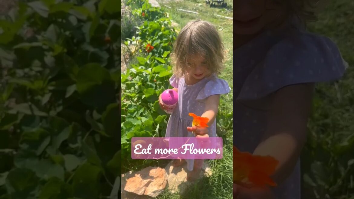 Edible Landscape! Eat 💐! #flowers #ediblelandscape #homestead