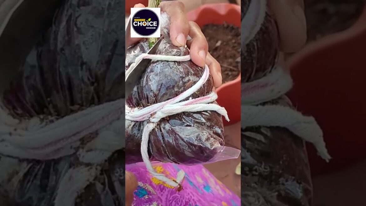 #gardening#farming#trending#garden#viral#vegetablegardening#fish#growingvegetables#vegetablegrowing