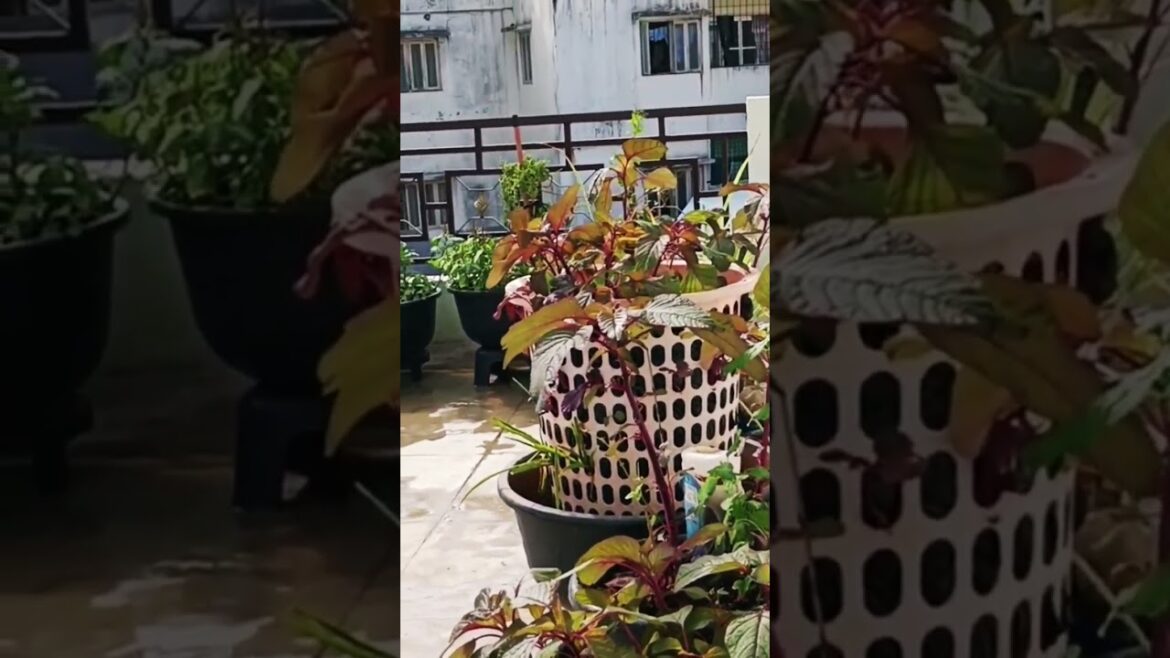 #gardening #plants#leafy#shorts@veena.star1234