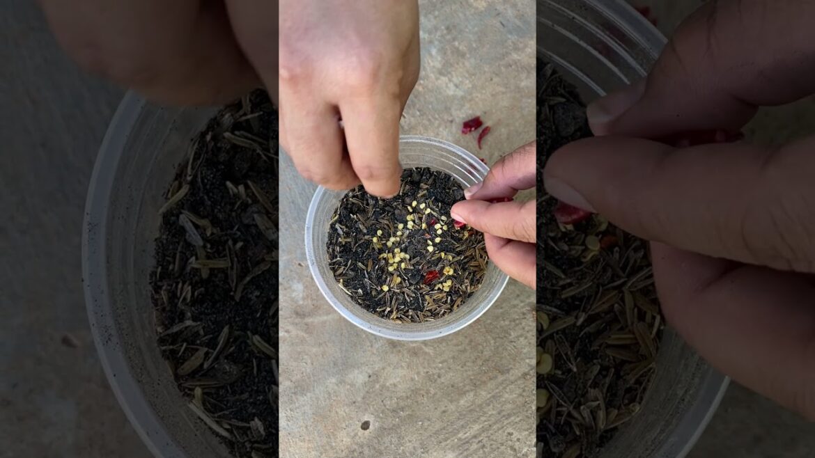 Growth garden at home/ simple tips growth vegetable #short  #garden #vegetable