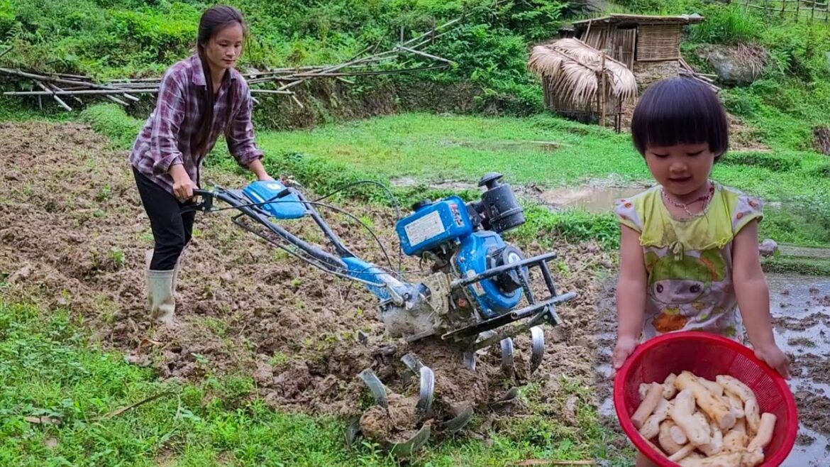 Vegetable gardening. Digging tubers for cooking, the daily life of Hoa and her daughter Vegetable gardening. Digging tubers for cooking, the daily life of Hoa and her daughter