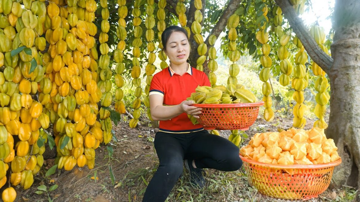 Harvesting Sour Star Fruit Goes To Market Sell – Vegetable Gardening – Village Life | Đào Daily Farm Harvesting Sour Star Fruit Goes To Market Sell - Vegetable Gardening - Village Life | Đào Daily Farm