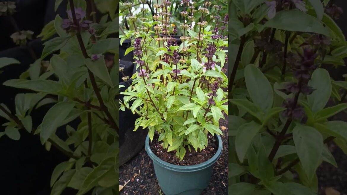 Thai Basil plant | Herb Garden | Container gardening #kitchengarden