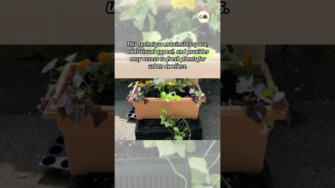 My Secret to Perfect Window Box Gardening#shorts#gardening#garden#gardenjosiah My Secret to Perfect Window Box Gardening#shorts#gardening#garden#gardenjosiah