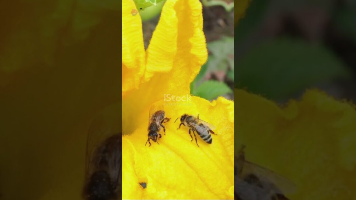 10 Tips for a Small-Scale Pollinator Garden  #beneficialinsects  #gardeningtips #gardentips